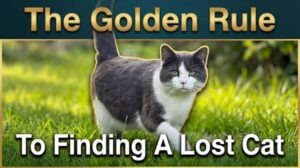 A lost grey and white cat walking through a garden searching for home with the text The Golden Rule to Finding a Lost cat